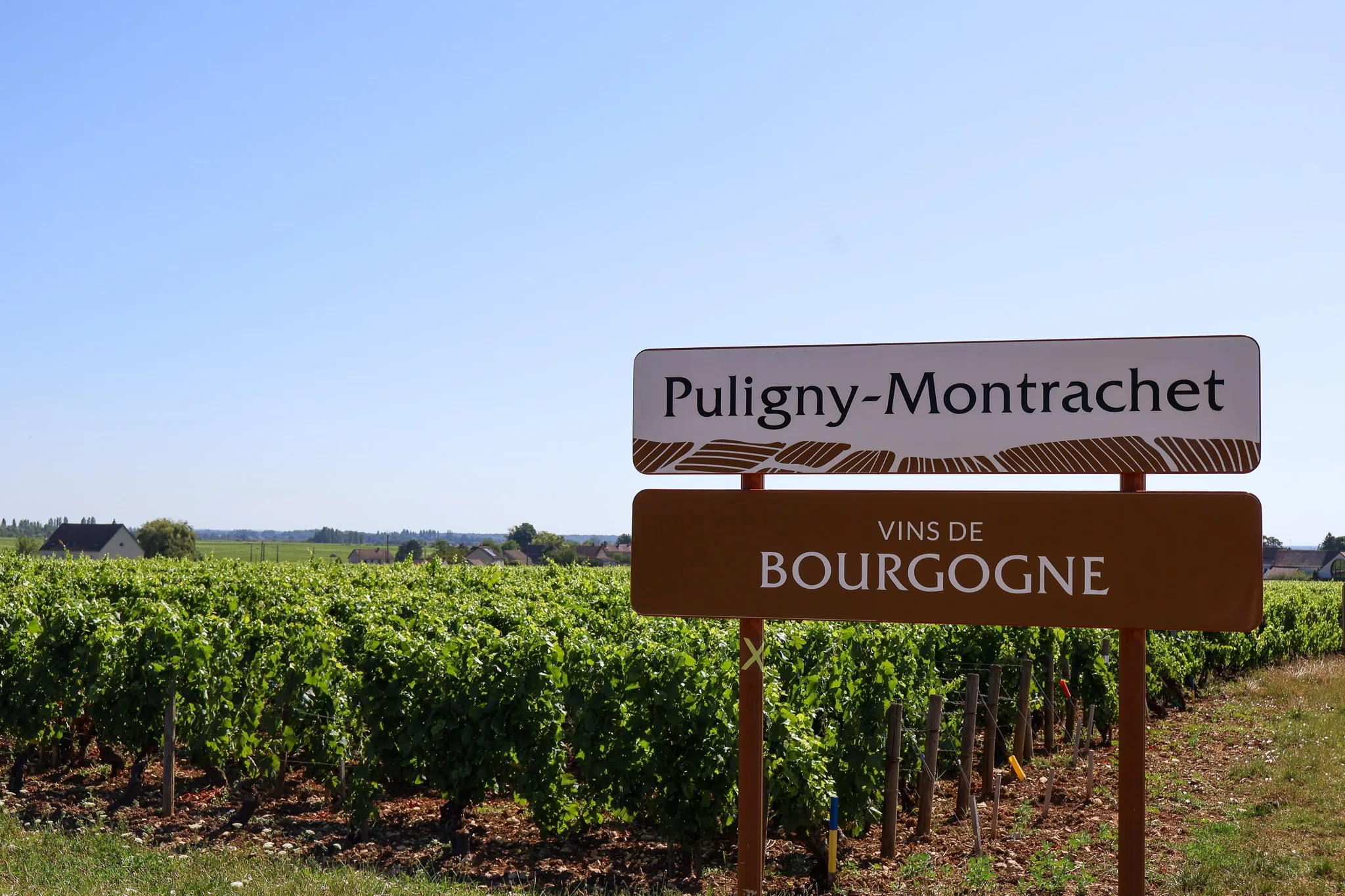 Côte de Beaune vineyard and winery visit